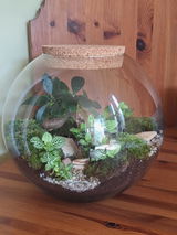 Planted Terrarium with Bonsai H: 23 cm | 'Grand Canyon'