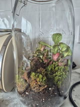 Basic Terrarium Starter Kit - Various sizes