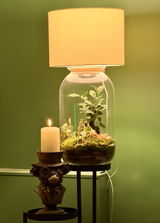 Terrarium Lamp DIY Kit with Ficus Bonsai Ginseng | 'Jakarta'