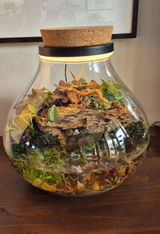 Large Terrarium Container with Cork Lid | H: 31 cm