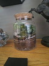 Closed DIY Terrarium Kit with Container, Plants and Decorations 25 cm | 'Cannes'