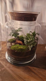 Bonsai Terrarium Kit H: 25 cm | 'Perth'