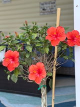 Etsy customer review photo