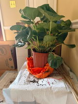Etsy customer review photo