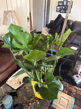 Etsy customer review photo