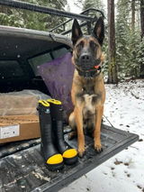 marko malinois review photo