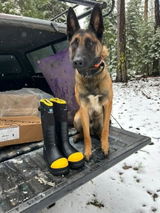 marko malinois review photo