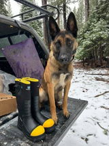 marko malinois review photo