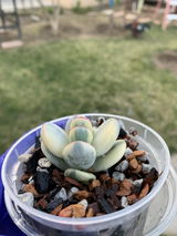 Jenet Tang review photo