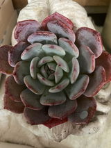 Marie Barassi review photo