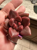 Doreen Espitia review photo
