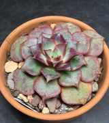 Dwayne Fleita review photo