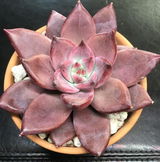 Dwayne Fleita review photo