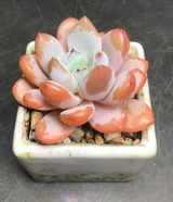 Dwayne Fleita review photo