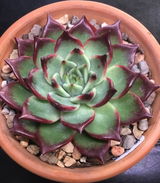 Dwayne Fleita review photo