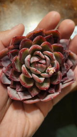 Donna Ochoa review photo