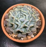 Dwayne Fleita review photo