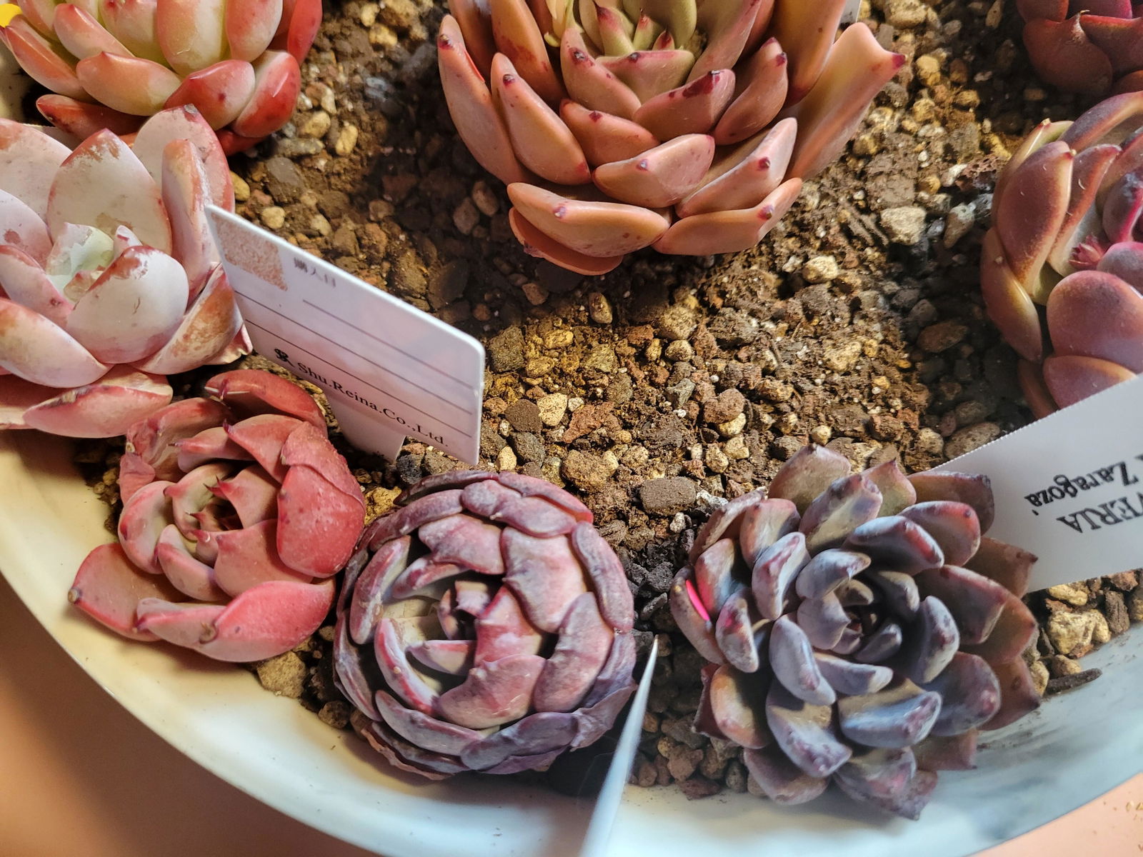 Echeveria 'Black Zaragoza' 2