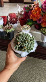 Planteria review photo