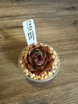 Richy review photo