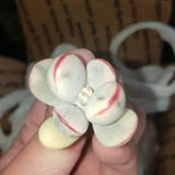 Jena review photo