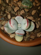 Jena review photo