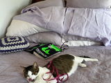 Addie review photo