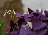 Nihad Redzic review photo