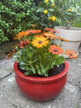 Josefine Aurich review photo