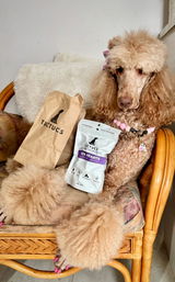 @missphoebethestandardpoodle review photo