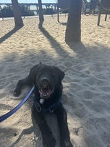 Emily and Happy The Labrador Retriever review photo