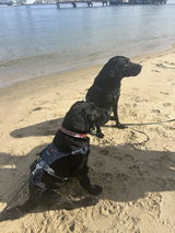 Emily and Happy The Labrador Retriever review photo