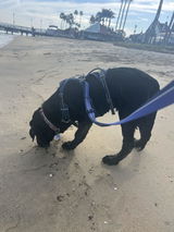 Emily and Happy The Labrador Retriever review photo