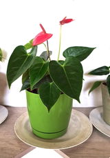 Sergio Salcedo Benavides review photo