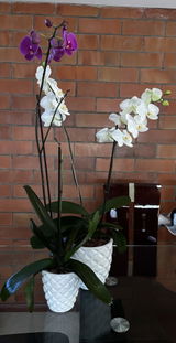 Martha Naranjo review photo