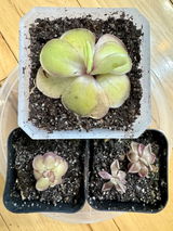 Arriane May review photo