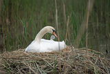 Anonym review photo