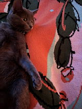 Kelly review photo