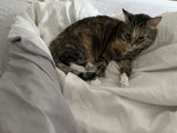 Silke review photo