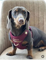 Battersea Square Vets review photo