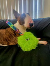 Patch O' Pits & Bulls Therapy Dogs review photo