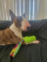 Patch O' Pits & Bulls Therapy Dogs review photo