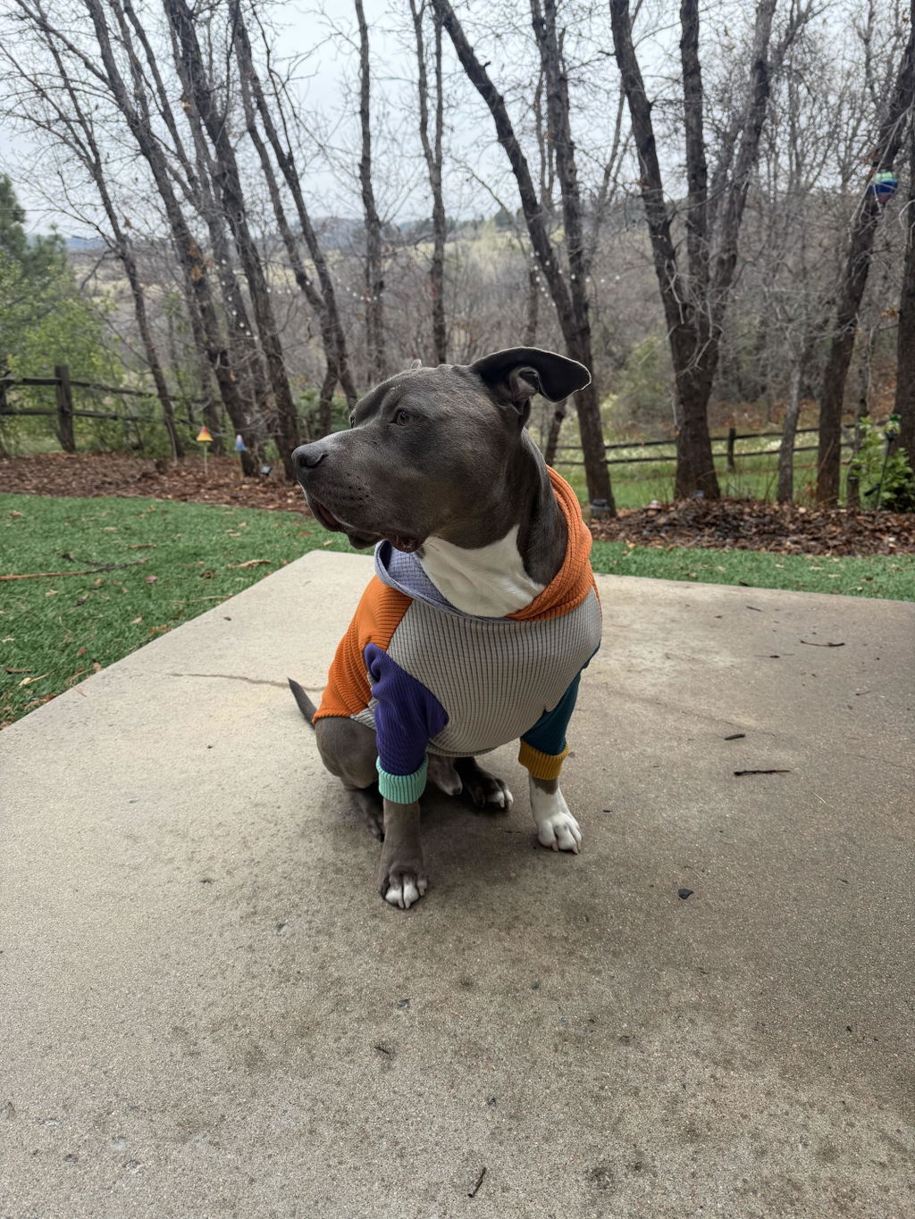 Mismatched one of a kind dog hoodie-Grateful Dead patch-2XL