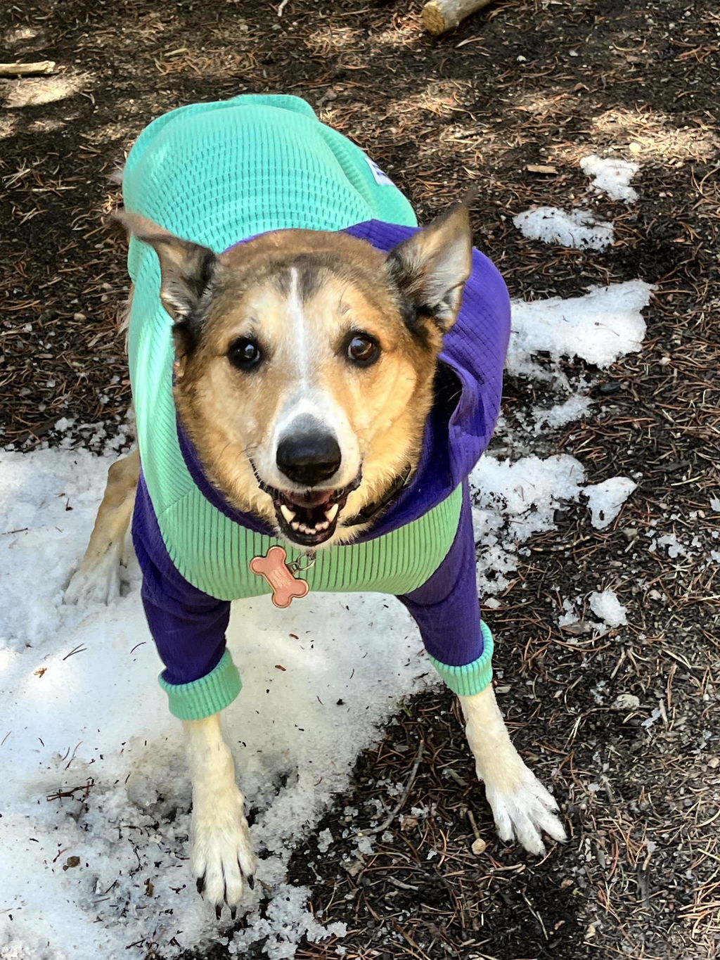 Lagoon with grape hood and sleeves-Dog Hoodie