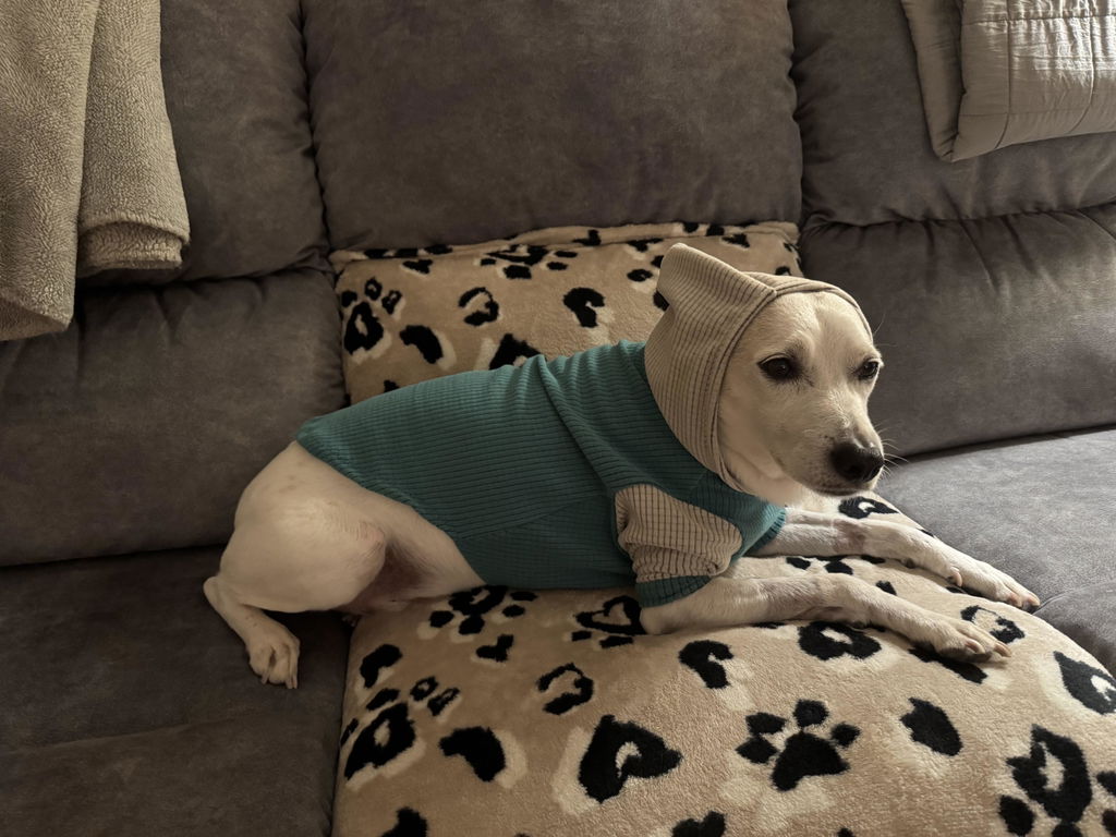 Turquoise with Fog hood and sleeves Dog Hoodie