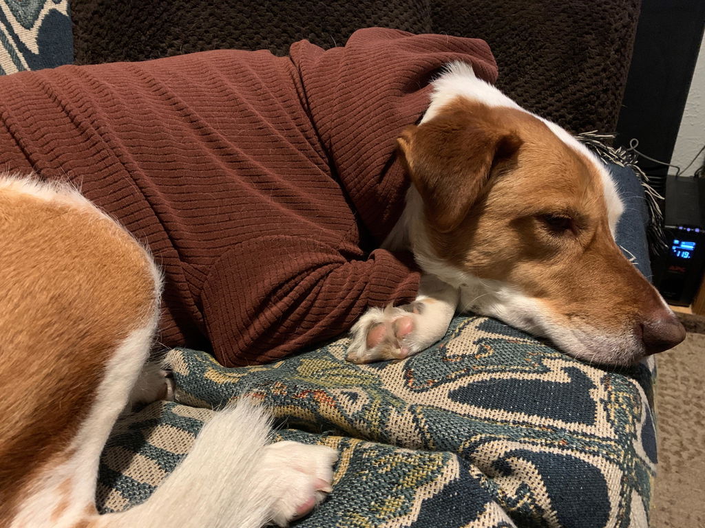Solid colored Bark Dog Hoodie
