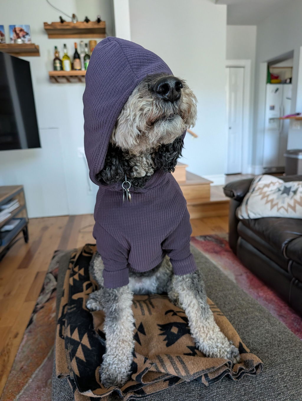 Solid colored Eggplant -dog hoodie