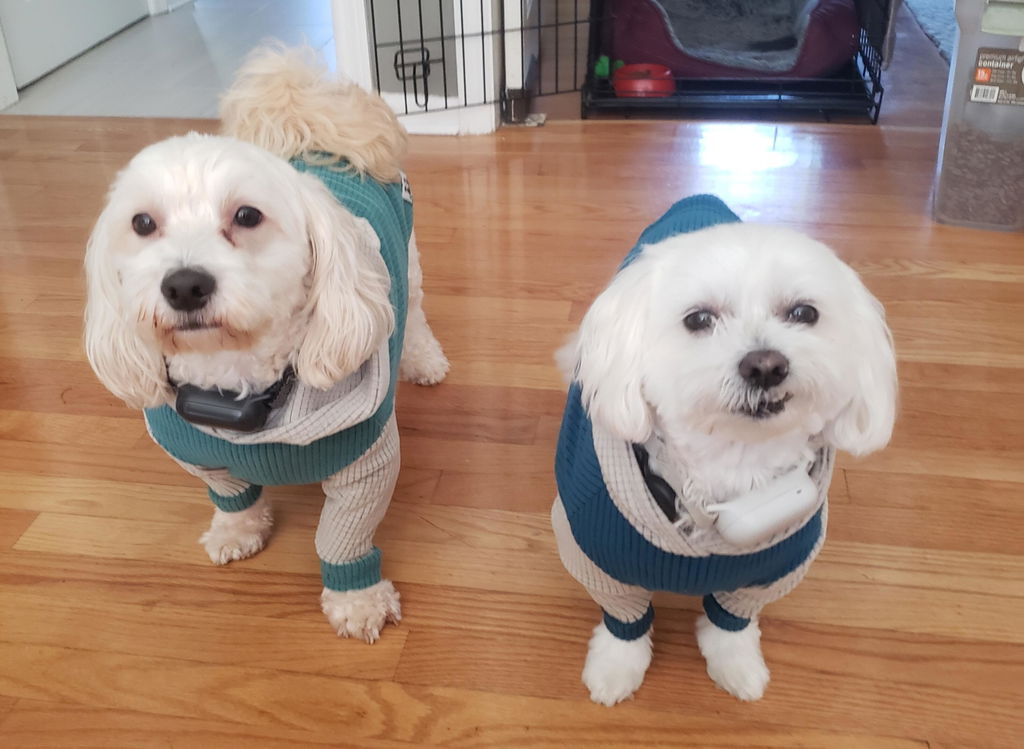Turquoise with Fog hood and sleeves Dog Hoodie