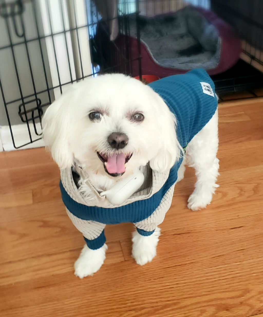 Marine with fog hood and sleeves-dog hoodie