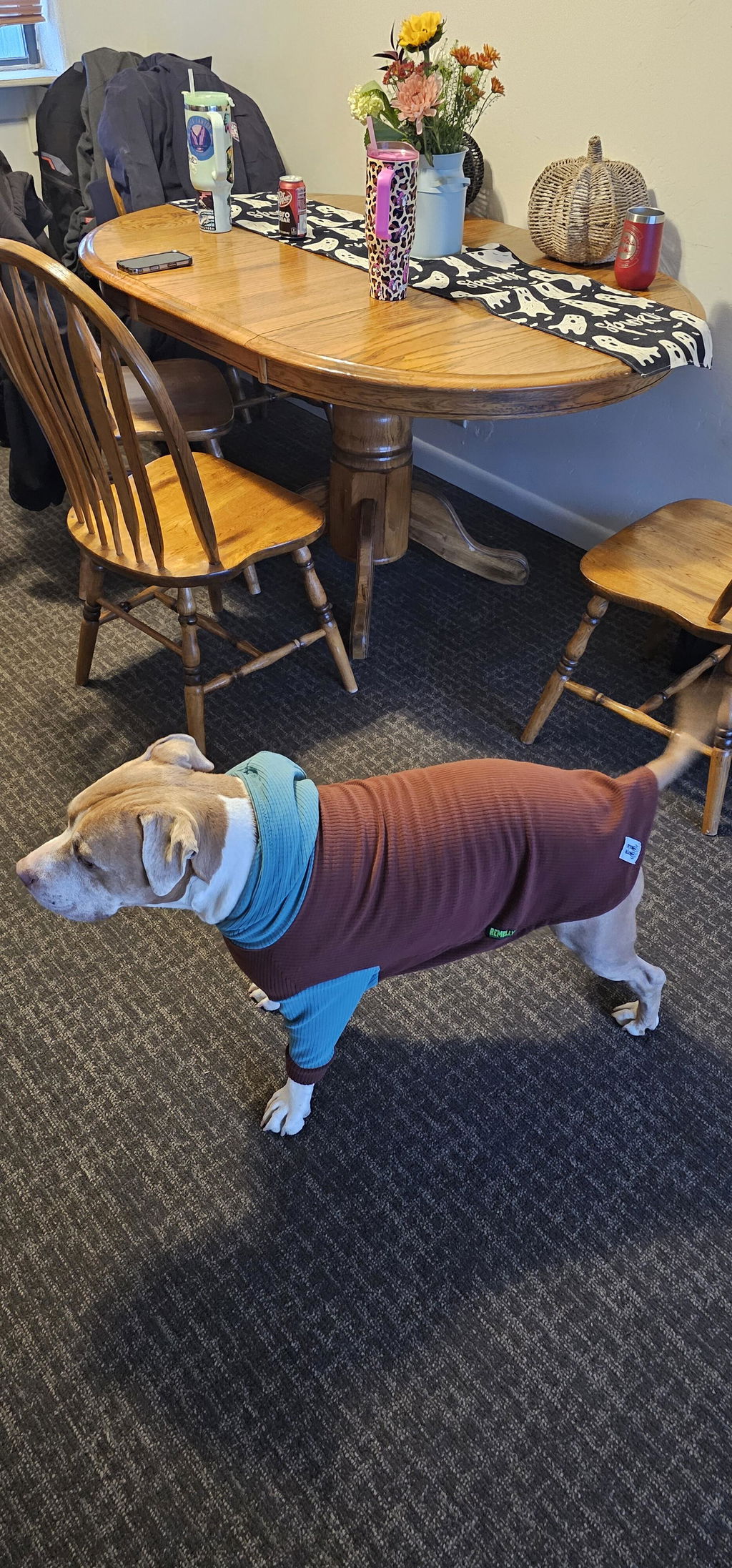 Bark with turquoise hood and sleeves dog hoodie